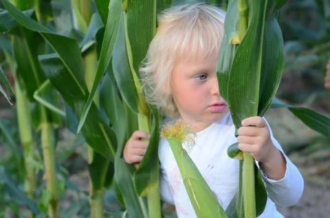 Child Exploring a Cornfield with Curious Expression Stock Photos