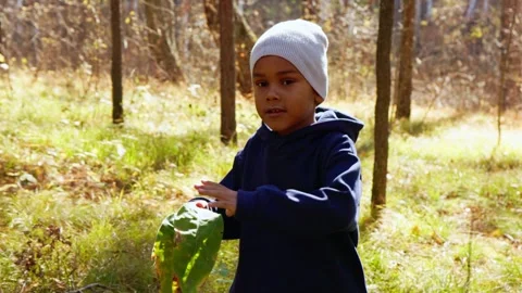 Child exploring a forest while collecting leaves in autumn sunlight Stock Footage 311813285