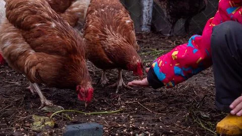 Child extending hand with feed, interacting with brown chickens scratching on Stock Photos