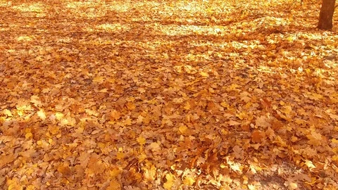 The child falls into the foliage Stock Footage 118669301