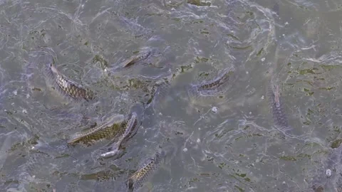 A child feeding bread to fish in pond. Boiling water surface. Stock Footage 308961001