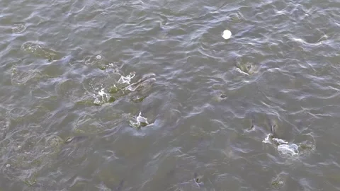 A child feeding bread to fish in pond. Boiling water surface. Video stock 309046574