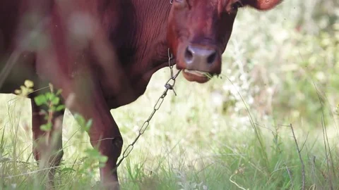 Child is feeding a cow Stock Footage