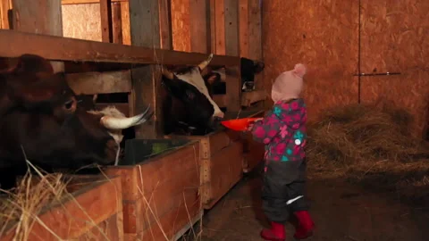 Child feeding cows by hand Stock Footage 169024685