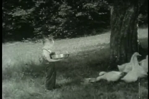 Child feeding geese 스톡 동영상 11345253