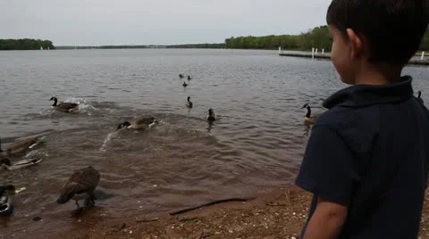 Child feeding the geese Stock Footage 22935226