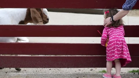 Child Feeding Goats Stock Footage 75625873