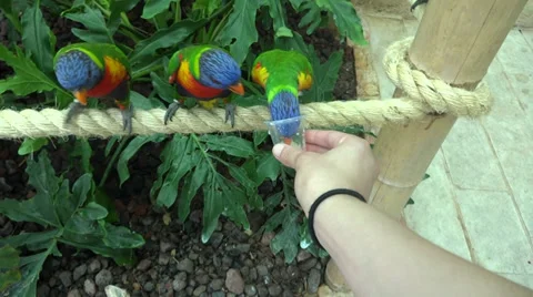 Child feeding parrot Stock Footage 27388002
