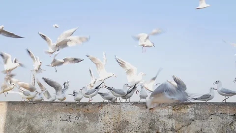 CHILD FEEDING SEAGULLS ON SEASHORE Stock Footage 128687430
