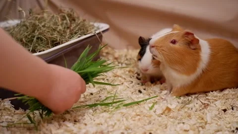 Child feeding two guinea pigs fresh grass Stockbeeldmateriaal 337032609