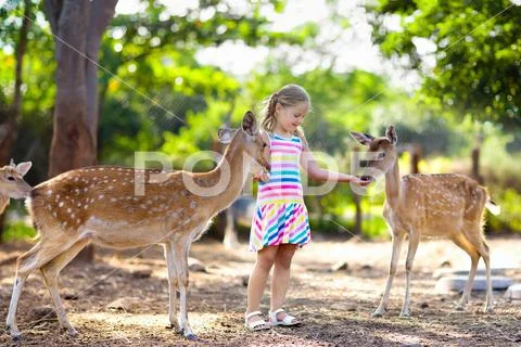 Child feeding wild deer at zoo. Kids feed animals. Stock Photos