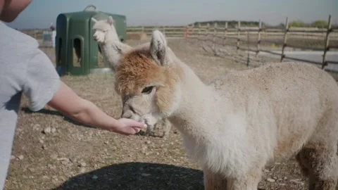 Child feeds alpaca 動画素材 143430116