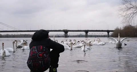 The child feeds and plays with a flock of migratory swans. Slow motion video. Stock Footage 268019539