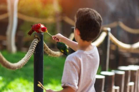 Child feeds an apple on a stick of a multi-colored parrot Rainbow named Lorikeet Stock Photos