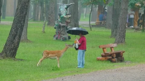 Child feeds baby deer while standing under an umbrella in a park during rainy we Stockbeeldmateriaal 337963705