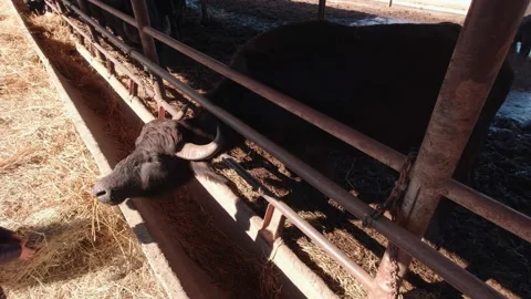 The Child Feeds A Buffalo Stock Footage 194725128