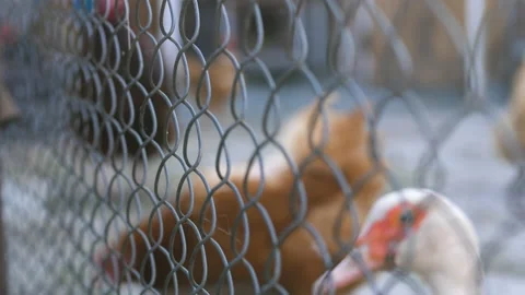 The child feeds the chickens with bread. Chickens in the cage. Giving bread over Stock Footage 200853708