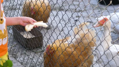 A child feeds chickens through the net. Chickens, jocks, turkeys in the same Stock Footage 200948545