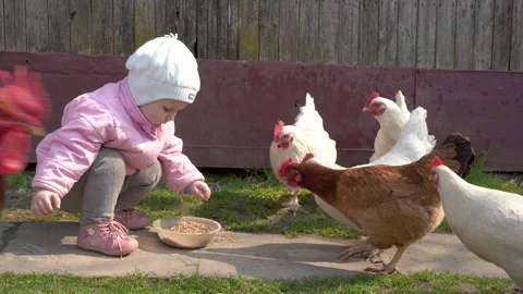Child feeds chickens with wheat Stock Footage 171446510