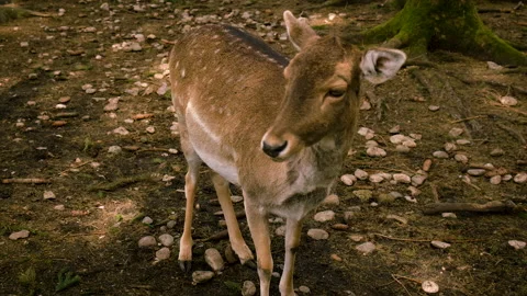 A child feeds a deer in the forest. Selective focus. Stock Footage 224323596