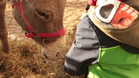 Child feeds donkey Stock Footage 82059332