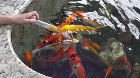 The child feeds the fish, a flock of decorative Japanese carp, from a bottle. Video stock 114323331