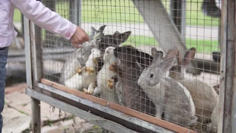 A child feeds grass to hungry rabbits in a cage in a contact zoo on a farm Stock Footage 156563793