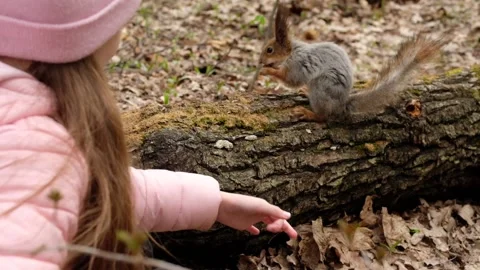 Child feeds gray fluffy squirrel nuts from his hands in spring forest. Stock Footage 189862458