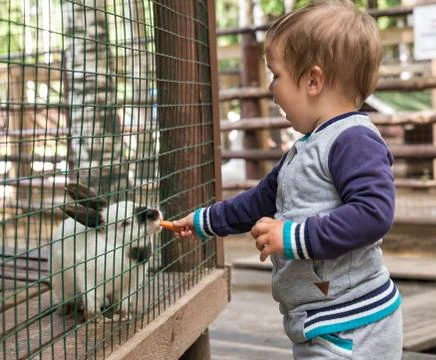 Child feeds the rabbit Stock Photos
