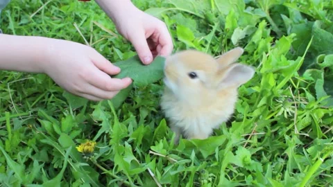 A child feeds a small rabbit in the grass. Stock Footage 151345808