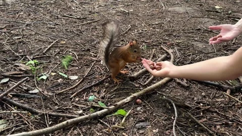 A child feeds a small red squirrel nuts in the forest, a girl gives a hazelnut Stock Footage 245211538