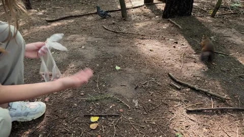 A child feeds a small red squirrel nuts in the forest, a girl gives a hazelnut Stock Footage 245211679