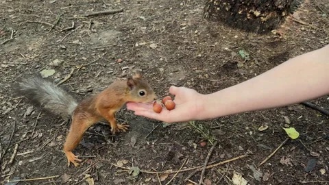 A child feeds a small red squirrel nuts in the forest, a girl gives a hazelnut Stock Footage 245211727