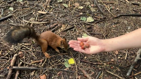 A child feeds a small red squirrel nuts in the forest, a girl gives a hazelnut Stock Footage 245211778