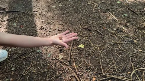 A child feeds a small red squirrel nuts in the forest, a girl gives a hazelnut Stock Footage 245211854