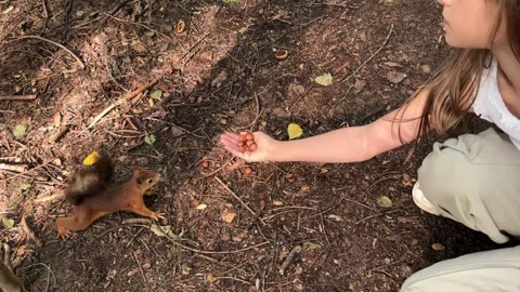 A child feeds a small red squirrel nuts in the forest, a girl gives a hazelnut Stock Footage 245211939
