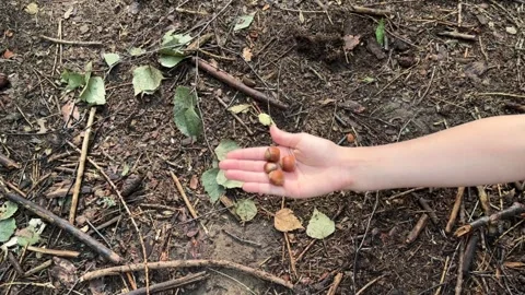 A child feeds a small red squirrel nuts in the forest, a girl gives a hazelnut Stock Footage 245212215