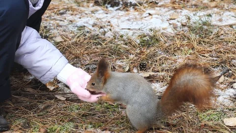 A child feeds a squirrel with pine nuts from his hand, a squirrel in the natu Stock Footage 116414051
