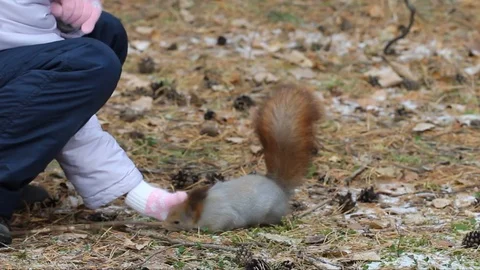 A child feeds a squirrel with pine nuts from his hand, a squirrel in the natu Stock Footage 116425835
