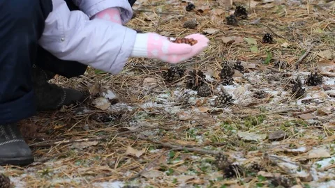 A child feeds a squirrel with pine nuts from his hand, a squirrel in the natu Stock Footage 116426269