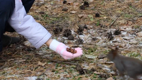 A child feeds a squirrel with pine nuts from his hand, a squirrel in the natu Stock Footage 116426331