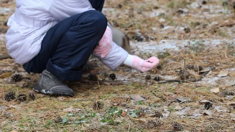 A child feeds a squirrel with pine nuts from his hand, a squirrel in the natu Stock Footage 116426542
