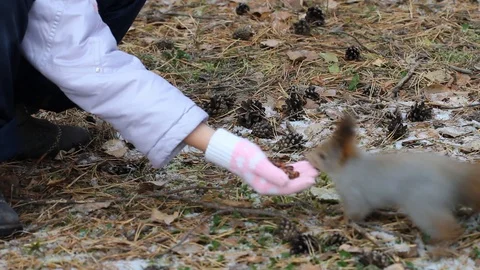 A child feeds a squirrel with pine nuts from his hand, a squirrel in the natu Stock Footage 116426552