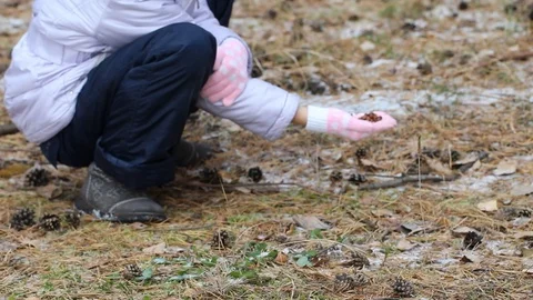 A child feeds a squirrel with pine nuts from his hand, a squirrel in the natu Stock Footage 116426621