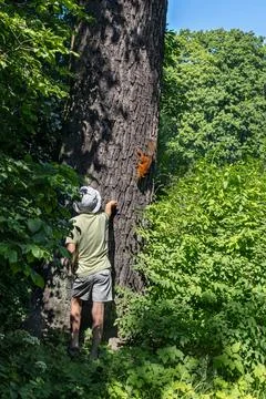Child feeds squirrel in tree in forest on hot sunny summer day Stock Photos