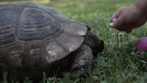 The child feeds the turtle grass 스톡 동영상 157609997