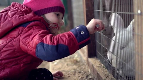 Child feeds white rabbit grass Stock Footage 78487103