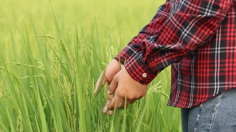 Child in field 03 스톡 동영상 106498760