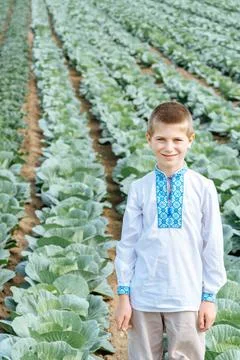 Child in a field of cabbage Stock Photos