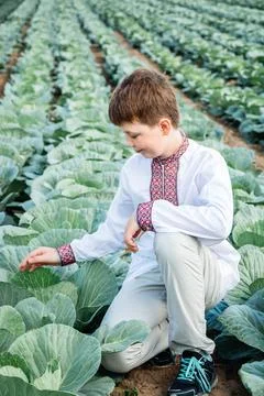 Child in a field of cabbage Stock Photos